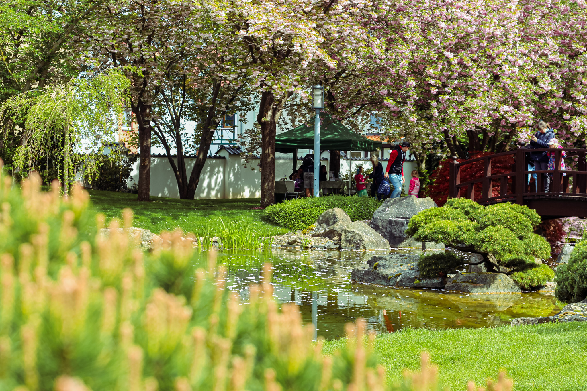 Der Japanische Garten im Frühjahr mit Kirschblüten